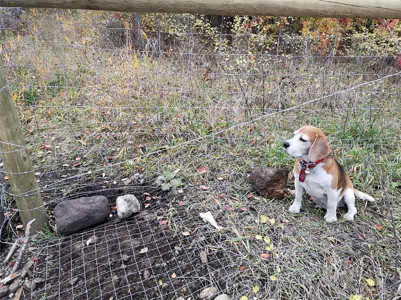 ,,beagles ,envigo beagles ,beagles for adoption ,,do beagles shed ,are beagles good dogs ,virginia beagles rescued adoption ,beagles and bentleys ,beagles and cats ,beagles as pets ,beagles animal testing ,beagles and cold weather ,beagles average life span ,beagles as pets for seniors ,animal rescue beagles