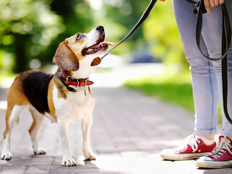 ,,beagles ,envigo beagles ,beagles for adoption ,,do beagles shed ,are beagles good dogs ,virginia beagles rescued adoption ,beagles and bentleys ,beagles and cats ,beagles as pets ,beagles animal testing ,beagles and cold weather ,beagles average life span ,beagles as pets for seniors ,animal rescue beagles