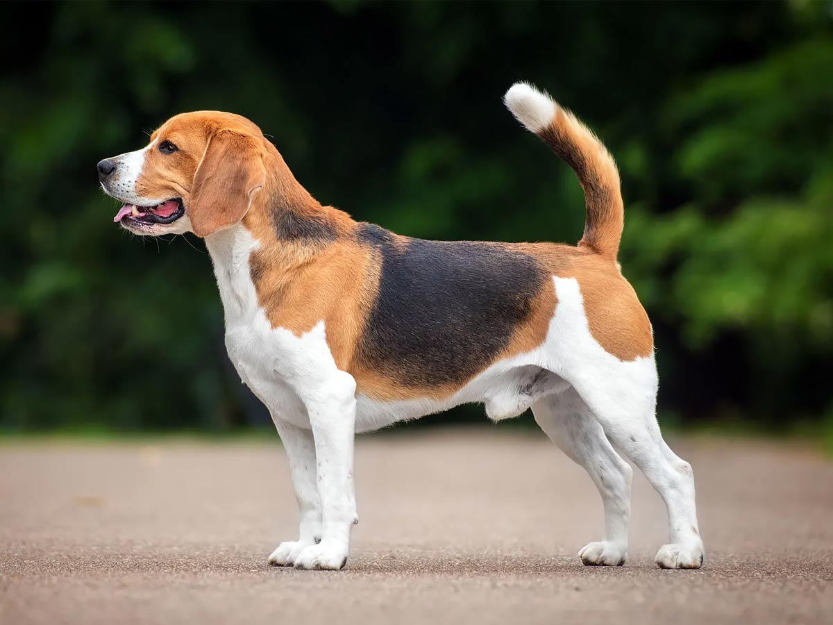 are beagles good dogs for families