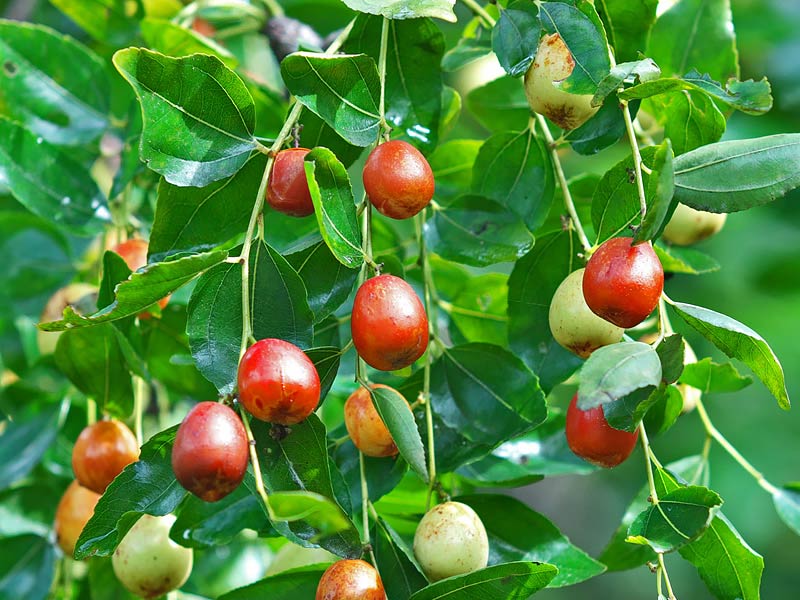 common trees, most common trees in uk, most common trees in texas, common trees in florida, common trees in texas, common trees in california, most common trees, most common trees in the amazon rainforest, common trees in virginia, most common trees in pennsylvania ,common trees in georgia