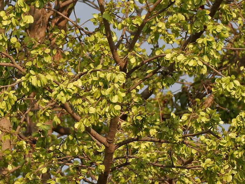 common trees, most common trees in uk, most common trees in texas, common trees in florida, common trees in texas, common trees in california, most common trees, most common trees in the amazon rainforest, common trees in virginia, most common trees in pennsylvania ,common trees in georgia