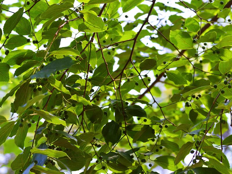 common trees, most common trees in uk, most common trees in texas, common trees in florida, common trees in texas, common trees in california, most common trees, most common trees in the amazon rainforest, common trees in virginia, most common trees in pennsylvania ,common trees in georgia