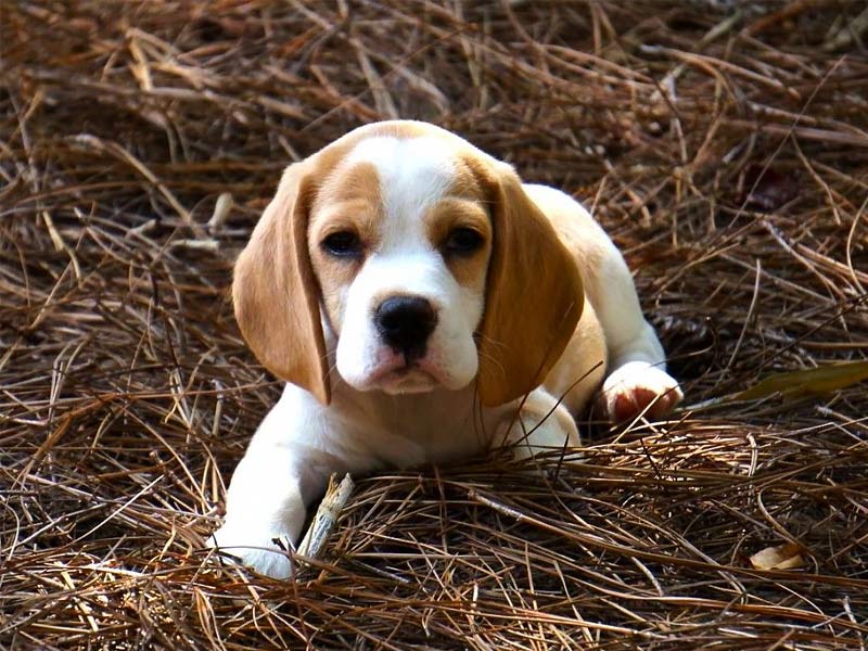 ,,beagles ,envigo beagles ,beagles for adoption ,,do beagles shed ,are beagles good dogs ,virginia beagles rescued adoption ,beagles and bentleys ,beagles and cats ,beagles as pets ,beagles animal testing ,beagles and cold weather ,beagles average life span ,beagles as pets for seniors ,animal rescue beagles