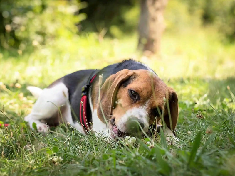 ,beagle health concerns ,pocket beagle health concerns ,do beagles have health problems ,beagle health issues ,beagle breed health issues ,beagle health risks, how dangerous are beagles, is beagle a healthy breed, beagle health conditions, do beagles have any health problems, common beagle health problems, cheagle health problems, what health issues do beagles have ,beagle health issues dogs ,what problems do beagles have