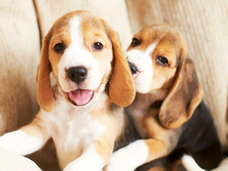,beagle health concerns ,pocket beagle health concerns ,do beagles have health problems ,beagle health issues ,beagle breed health issues ,beagle health risks, how dangerous are beagles, is beagle a healthy breed, beagle health conditions, do beagles have any health problems, common beagle health problems, cheagle health problems, what health issues do beagles have ,beagle health issues dogs ,what problems do beagles have
