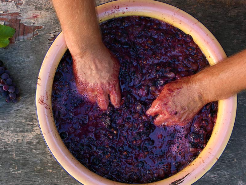 wine, wine tasting near me, winery, wine cooler, mulled wine recipe, wine and spirits, wine alcohol content, wine and liquor, a wine connoisseur, a sweet red wine, a wine sommelier, about red wine, a wine cooler, a winery, a dry white wine, wine bottle, wine before liquor, wine brands, wine bottle opener, benefits of red wine, wine cellar, wine cooler drink, wine cabinet, calories in red wine, wine dispenser, dry white wine, dry white wine for cooking, does wine go bad, dessert wine, english sparkling wine