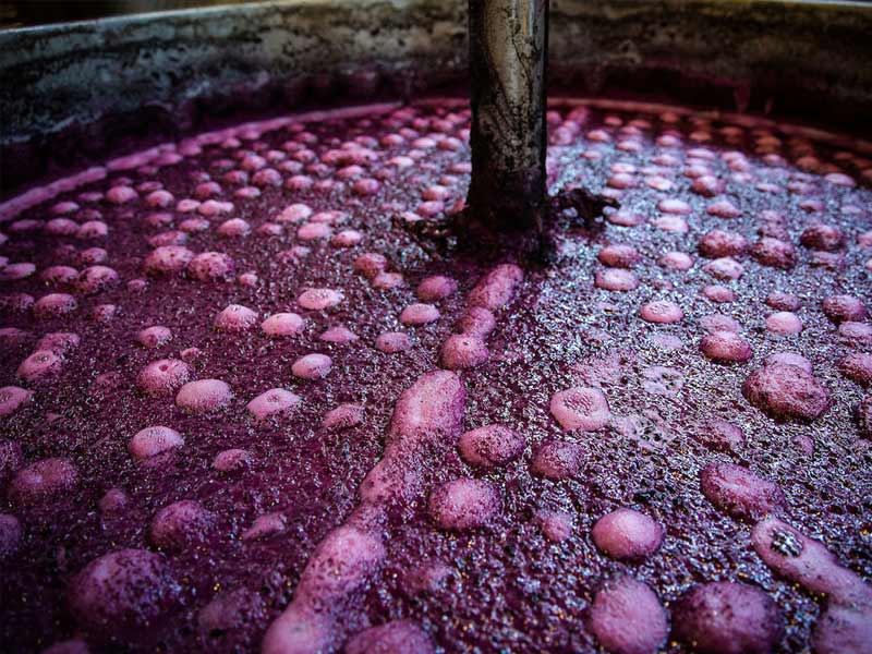 wine, wine tasting near me, winery, wine cooler, mulled wine recipe, wine and spirits, wine alcohol content, wine and liquor, a wine connoisseur, a sweet red wine, a wine sommelier, about red wine, a wine cooler, a winery, a dry white wine, wine bottle, wine before liquor, wine brands, wine bottle opener, benefits of red wine, wine cellar, wine cooler drink, wine cabinet, calories in red wine, wine dispenser, dry white wine, dry white wine for cooking, does wine go bad, dessert wine, english sparkling wine
