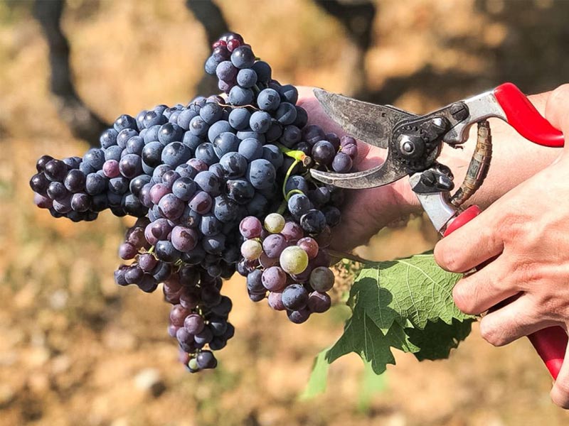 wine, wine tasting near me, winery, wine cooler, mulled wine recipe, wine and spirits, wine alcohol content, wine and liquor, a wine connoisseur, a sweet red wine, a wine sommelier, about red wine, a wine cooler, a winery, a dry white wine, wine bottle, wine before liquor, wine brands, wine bottle opener, benefits of red wine, wine cellar, wine cooler drink, wine cabinet, calories in red wine, wine dispenser, dry white wine, dry white wine for cooking, does wine go bad, dessert wine, english sparkling wine