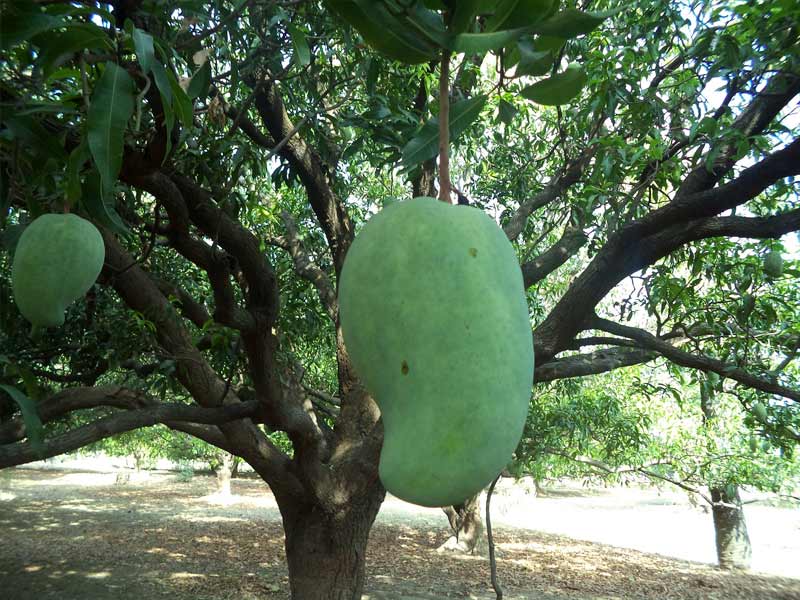 ,mangoes summerare mangoes summer fruit, summer mangoes quotes, summer gold mangoes, why mangoes grow only in summer, why do mangoes only grow in su,mmer, mangoes in summer season, benefits of eating mangoes in summer, why do mangoes grow in summer ,mangos indian summer, mango summer accessories ,are mangoes seasonal mango summer beer, mango summer bag ,mango summer bodysuit