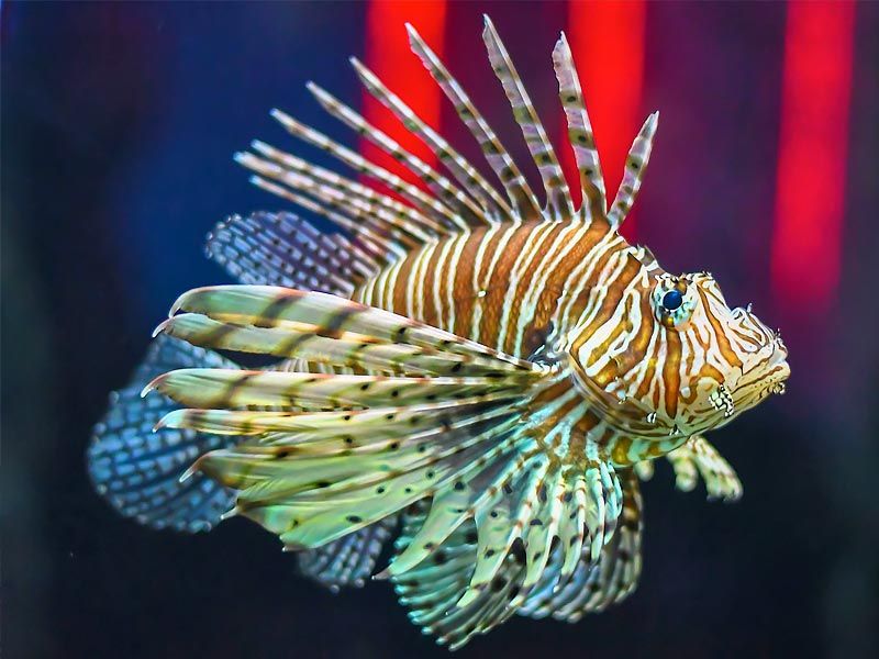 weirdest fishes to eat, weirdest fish to eat, weirdest fishes in the world, weird fish to eat, weirdest fish ever, 10 weirdest fish, the weirdest fish ever, top 10 weirdest fish in the world, most weirdest fish, what is the weirdest fish in the world