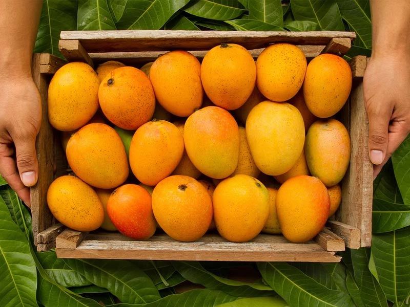 ,mangoes summerare mangoes summer fruit, summer mangoes quotes, summer gold mangoes, why mangoes grow only in summer, why do mangoes only grow in su,mmer, mangoes in summer season, benefits of eating mangoes in summer, why do mangoes grow in summer ,mangos indian summer, mango summer accessories ,are mangoes seasonal mango summer beer, mango summer bag ,mango summer bodysuit