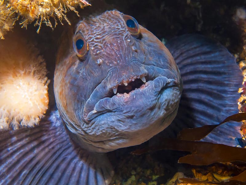 weirdest fishes to eat, weirdest fish to eat, weirdest fishes in the world, weird fish to eat, weirdest fish ever, 10 weirdest fish, the weirdest fish ever, top 10 weirdest fish in the world, most weirdest fish, what is the weirdest fish in the world