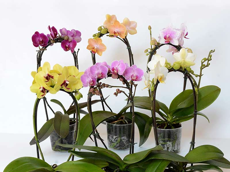 ,fragrant indoor plants,fragrant indoor plants low light ,top three most fragrant indoor plan,ts fragrant indoor plants safe for cats, fragrant indoor plants for sale, small fragrant indoor plants, fragrant indoor plants safe for dogs, fragrant indoor plants india, fragrant indoor plants uk, fragrant indoor plants australia, most fragrant indoor plants ,indoor plants that are fragrant ,what are the most fragrant indoor plants, what indoor plant smells good ,fragrant indoor plants bunnings ,best fragrant indoor plants