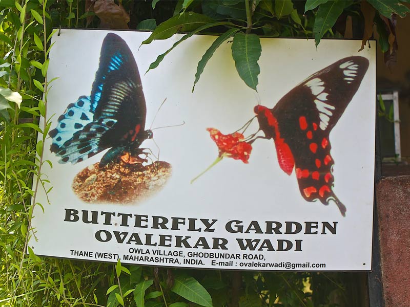 ,,butterfly gardens in india ,butterfly gardens in indiana ,butterfly garden opening time ,butterfly garden timings ,butterfly garden information ,butterfly gardens victoria hours ,butterfly garden contact number ,a butterfly garden ,butterfly gardens indianapolis ,butterfly garden indoor ,butterfly gardens in ct ,butterfly gardens in california ,butterfly garden in chicago ,butterfly gardens in dallas ,butterfly in garden ,butterfly gardens in florida ,butterfly gardens in ga ,butterfly gardens in georgia ,butterfly garden in houston ,butterfly gardens in nj