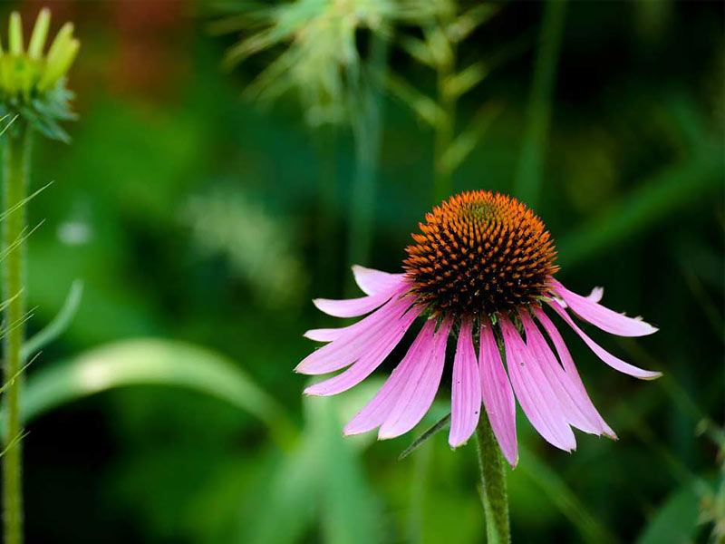 medicinal herb, medicinal herbs, medicinal herb seeds, medicinal herbs to grow, medicinal herb garden, medicinal herbs list, medicinal herbs book, medicinal herbs to grow indoors, medicinal herb and their uses, medicinal plants and their uses, medicinal plants and uses, medicinal herbs plants, medicinal herbs benefits, best medicinal herb, medicinal plant extracts