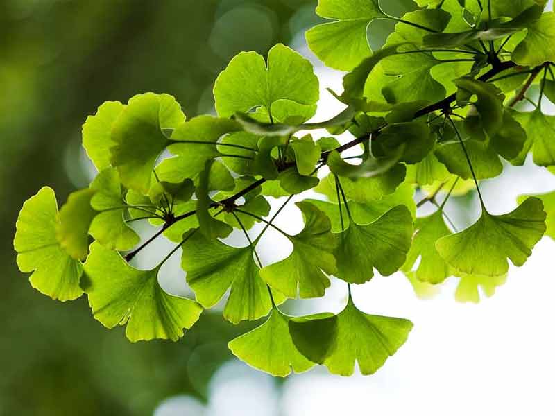 medicinal herb, medicinal herbs, medicinal herb seeds, medicinal herbs to grow, medicinal herb garden, medicinal herbs list, medicinal herbs book, medicinal herbs to grow indoors, medicinal herb and their uses, medicinal plants and their uses, medicinal plants and uses, medicinal herbs plants, medicinal herbs benefits, best medicinal herb, medicinal plant extracts