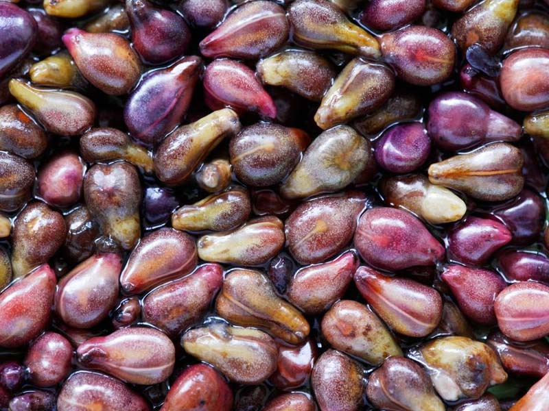 medicinal herb, medicinal herbs, medicinal herb seeds, medicinal herbs to grow, medicinal herb garden, medicinal herbs list, medicinal herbs book, medicinal herbs to grow indoors, medicinal herb and their uses, medicinal plants and their uses, medicinal plants and uses, medicinal herbs plants, medicinal herbs benefits, best medicinal herb, medicinal plant extracts