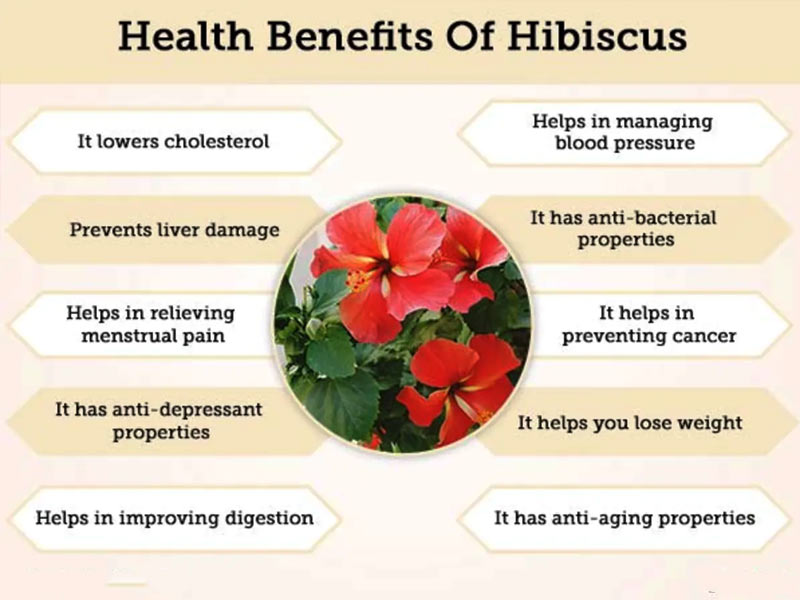 hibiscus uses,hibiscus uses for skin, cranberry hibiscus uses, hibiscus uses for hair, dried hibiscus uses, hibiscus uses for health, roselle hibiscus uses, chinese hibiscus uses, hibiscus uses in ayurveda, red hibiscus uses, sleeping hibiscus uses, hibiscus chemical constituents and medicinal uses d-mannose cranberry and hibiscus tablet uses what are the uses of hibiscus flower, hibiscus acetosella medicinal uses, medicinal uses and home remedies with hibiscus ,,hibiscus abelmoschus uses aloe vera hibiscus gel uses ,hibiscus scientific name and uses ,hibiscus uses in ayurveda in hindi ,hibiscus beauty uses