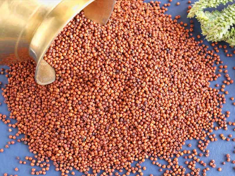 millets summer,millets for summer, millets to be eaten in summer, which millets can be eaten in summers, millets for summer in hindi, millets used in summer season, which millets are good in summer, which millets to eat in summer, can we eat millets in summer, which millet is good to eat in summer, can millets be eaten in summer, best millets for sum,mer, millet summer crop, millets are grown in which season, millets to eat in summer ,does millets produce heat ,millets in summer