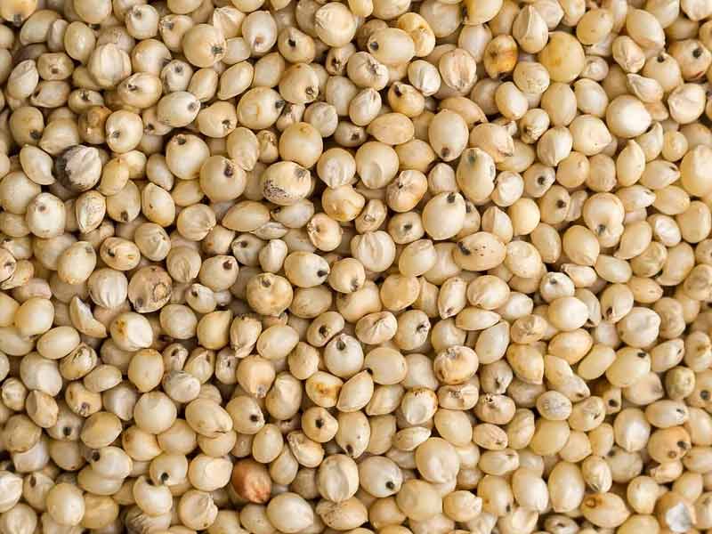 millets summer,millets for summer, millets to be eaten in summer, which millets can be eaten in summers, millets for summer in hindi, millets used in summer season, which millets are good in summer, which millets to eat in summer, can we eat millets in summer, which millet is good to eat in summer, can millets be eaten in summer, best millets for sum,mer, millet summer crop, millets are grown in which season, millets to eat in summer ,does millets produce heat ,millets in summer