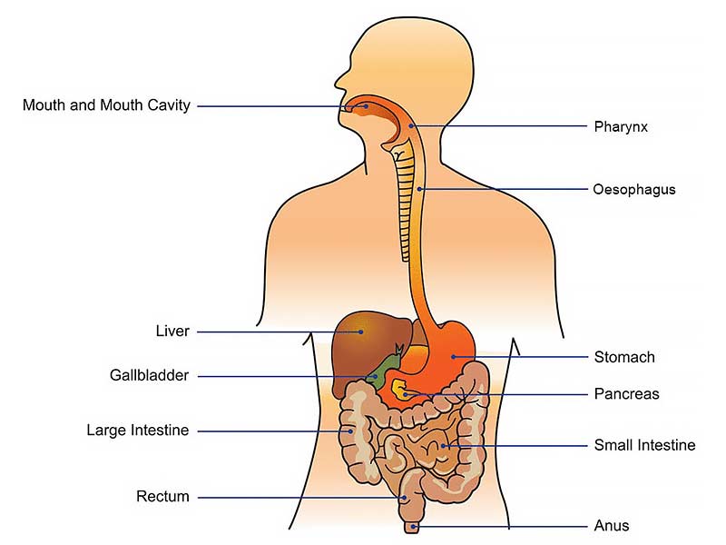lactose intolerance,lactose intolerance symptoms, signs of lactose intolerance, lactose intolerance test, lactose intolerance pills, can you develop lactose intolerance, worst cheese for lactose intolerance ,how to stop lactose intolerance pain immediately ,can lactose intolerance go away ,is lactose intolerance genetic ,lactose intolerance treatment ,lactose intolerance asian ,lactose intolerance and celiac disease ,lactose intolerance and yogurt ,lactose intolerance as you age