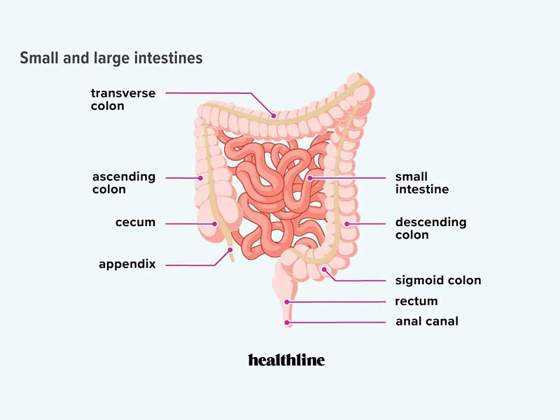 lactose intolerance,lactose intolerance symptoms, signs of lactose intolerance, lactose intolerance test, lactose intolerance pills, can you develop lactose intolerance, worst cheese for lactose intolerance ,how to stop lactose intolerance pain immediately ,can lactose intolerance go away ,is lactose intolerance genetic ,lactose intolerance treatment ,lactose intolerance asian ,lactose intolerance and celiac disease ,lactose intolerance and yogurt ,lactose intolerance as you age