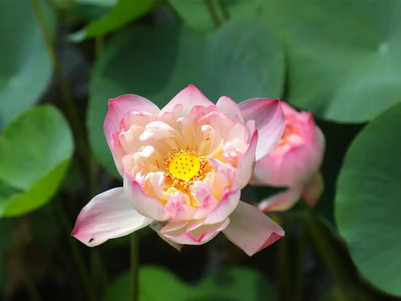 Namoh lotus ,Namoh Modi lotus,
Namoh 108 petals,
Namoh lotus ,
lotus named namoh,
modi namoh lotus,
,Namoh new lotus
,Namoh Modi