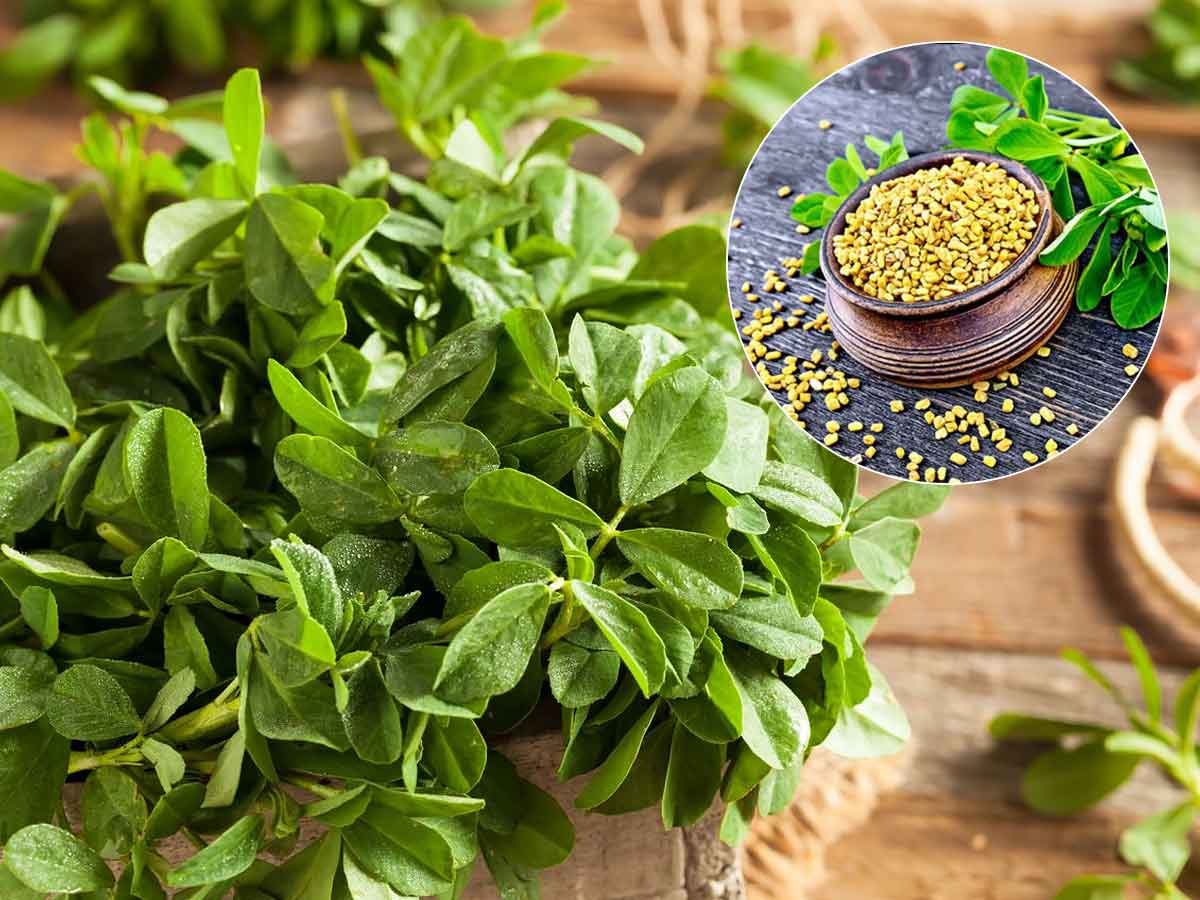 6 Fenugreek Side Effects That You Should Know About