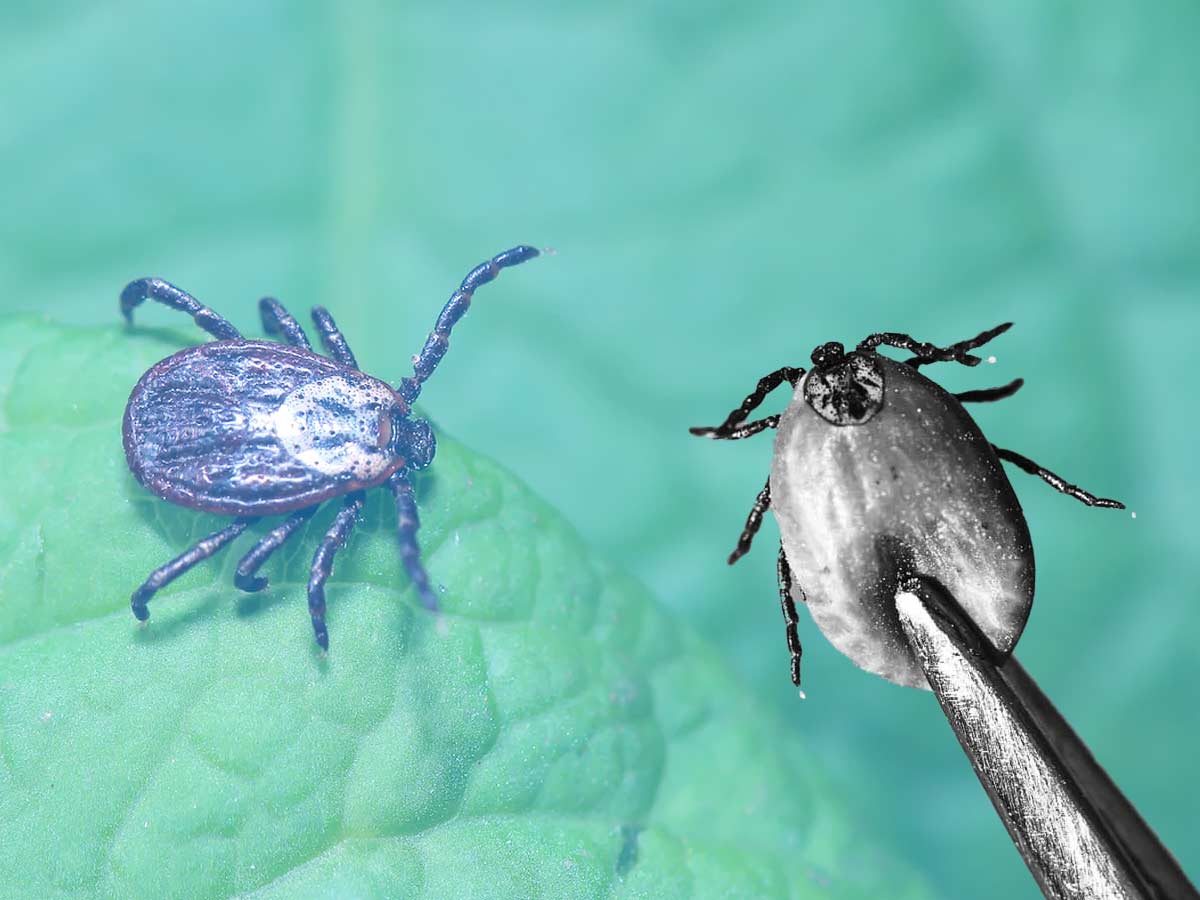 7 Home Remedies to Get Rid of Ticks!