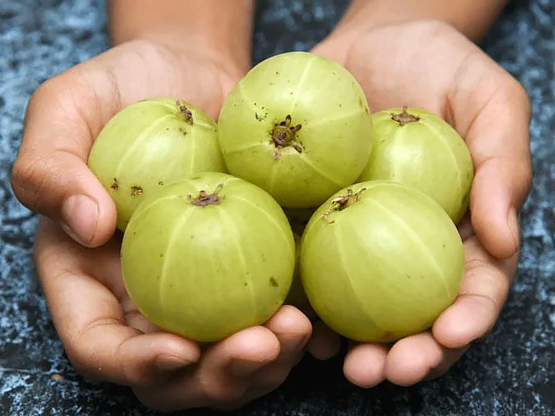 Herbs From Ayurveda For Hair GrowthThe majority of people enjoy having long, thick, glossy, and attractive hair. People begin to fear when it begins to thin. We can have restless nights when we see clumps of matted hair in hair brushes or persistent hair falling everywhere. Constant hair loss, according to some experts, can be very upsetting and negatively affect our mental health. Shampoos, conditioners, and hair fall prevention products abound in the hair care industry. We are aware that this is untrue, though, as the products' chemicals cause more hair loss. Ayurvedic medicine is used by people to control hair fall and promote hair growth.

Ayurveda successfully inhibits hair loss and encourages hair growth. Because ayurvedic medicines are generally safe and effective for hair growth,
Amla

Amla is a natural immune system enhancer that supports healthy hair. Its abundance of important fatty acids effectively strengthens hair follicles, leaving your hair glossy and strong. Due to its high iron content, amla promotes hair growth and shields the scalp from becoming dry and irritated, which can cause hair loss. To reap the benefits, mix amla powder and lemon juice to make a paste that you can apply to your scalp on a regular basis.

Bhringraj

Every hair issue can be resolved with this ayurvedic medication for hair growth. Bhringraj is well known for encouraging hair growth and preventing hair loss altogether. You must gather some dried bhringraj leaves in order to attempt this at-home ayurvedic treatment for hair loss and regrowth. Place the leaves inside a coconut oil jar and set it aside for two days. Apply the oil to your scalp and let it sit there for the entire night once the colour turns light green. To hasten hair regrowth, apply the oil frequently.
Shikakai

Rich in vitamins and antioxidants, shikakai aids in hair growth. This is the ayurvedic medication that everyone uses to stop hair loss and grows hair. By following a few easy steps at home, one can prepare this Ayurvedic treatment for hair loss and regrowth. For fifteen days, combine the shikakai powder and coconut oil in a dark place. After that, to see hair regrowth, massage the oil into your scalp at least twice a week.
Coconut

Because of its strong antibacterial and antifungal qualities, coconut aids in the growth of new hair. Grate some coconut and combine it with black pepper, methi, and coconut oil to use as an ayurvedic hair growth remedy. After applying the mixture to your hair and scalp, give it a half-hour. To observe the effects, apply this ayurvedic treatment three times per week.

These are a few very well-liked ayurvedic remedies for hair loss and regrowth that have been around for many years. Individuals who have been utilising the treatments have witnessed the outcomes firsthand.
Brahmi

An alkaloid in the oil stimulates a protein in the body that aids in the hair's natural strengthening and toughening. Brahmi oil is an effective ayurvedic medication for hair loss, so those experiencing hair loss should give it a try. Because it efficiently activates the body's protein, brahmi is regarded as the best herb for hair regrowth. Regular application of Brahmi oil on the scalp can lead to the attainment of long, gorgeous, and healthy hair. The herb is also an effective treatment for bald patches in humans.
