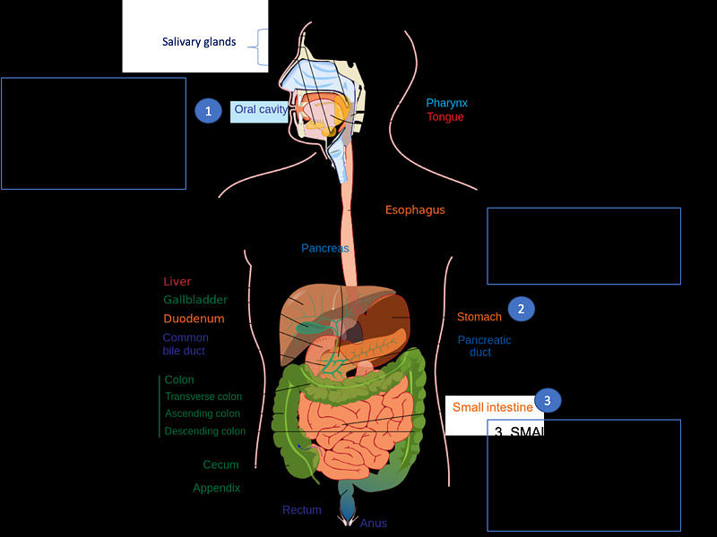 ,durian fruit
,durian fruit smell
,durian fruit taste
,durian fruit near me
,durian fruit benefits
,what does durian fruit smell like
,10 health benefits of durian fruit
,durian fruit in spanish
,durian fruit flavor
,durian fruit how to eat
,durian fruit for sale
,durian fruit amazon
,durian fruit allergy