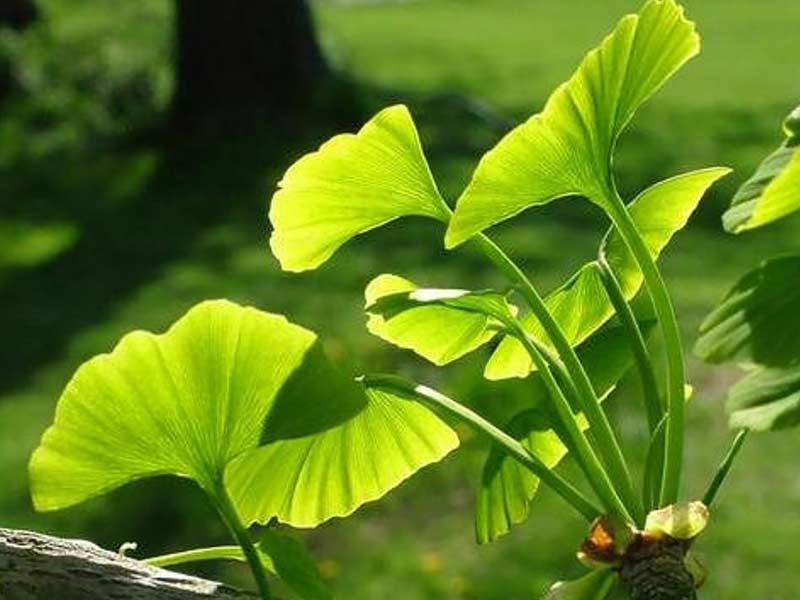 ,eyesight herbs,chinese herbs for eyesight improvement
,top herbs for eyesight
,natural herbs for eyesight
,indian herbs for eyesight improvement
,what herbs are good for your eyesight
,best herbs to improve eyesight
,herbs to improve eyesight naturally
,herbs that can improve eyesight
,herbs to improve your eyesight
,improve eyesight herbs