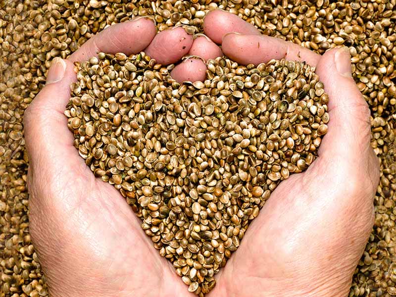 most of us don't get enough omega-3 fatty acids, which are crucial for heart health, brain function, and reducing inflammation. The National Institutes of Health (NIH) states that omega-3 fats can be found in three different forms: DHA, EPA, and ALA. These plant-based sources contain the highest concentration of ALA, but following a vegan or vegetarian diet makes it more difficult to get enough DHA and EPA in the blood.However, fish isn't the only omega-3 superfood. This supernutrient is also widely distributed in a variety of plants. They will supply dozens of other vital nutrients for optimal health in addition to increasing your intake of omega-3 fatty acids. Even carnivores should include these vegan sources of omega-3 fats in their diets!
Flax Seeds
According to the USDA, a tablespoon of flax contains more ALA omega-3 fatty acids than any other known food on the planet—more than twice as much as a woman's daily recommended needs and nearly twice as much for a man. According to the USDA, a tablespoon of flaxseed oil provides roughly 7 g of ALA.
Walnuts
Although many nuts are regarded as superfoods, walnuts may be among the best for optimum health. Walnuts have been linked to a number of health benefits, including lowered blood pressure, weight loss and maintenance, improved ageing, and even improved gut health, according to studies cited in the Critical Reviews in Food Science and Nutrition 2021 review.
A single ounce of walnuts has 2.5 g of ALA, which is more than twice the daily allowance for women. By adding walnuts to your favourite salad, baking them into brownies and other treats, or mixing them into your vegetable sides, you can easily get all the ALA you need in a day. We adore incorporating them into pesto dishes, such as our Parsley-Walnut Chicken and Vegetable Penne.
Algae and Seaweed
Rich in omega-3 fats are seaweed, spirulina, nori, and chlorella, among other types of algae. Since these foods are among the few plant-based sources of EPA and DHA omega-3s, they are especially crucial for vegans and some vegetarians to eat.
Canola oil
The best cooking oil is a topic on which many people have strong opinions, and canola oil has our endorsement. Approximately 1.3 g of ALA, or more than a day's worth of ALA for women and almost a day's worth for men, are found in one tablespoon of canola oil.
Because of its low-saturated fat content and mild, neutral flavour, canola oil is also incredibly versatile. Vitamins K and E are also abundant in it. We adore roasting our favourite vegetables with canola oil or incorporating it into our delicious Citrus Vinaigrette.
Hemp Seeds
We adore hempseeds because of their incredible nutritional makeup. The USDA states that a 3-tablespoon serving of hempseeds meets your daily requirement for ALA. That's not all, though. Hempseeds, also known as hemp hearts, are a good source of iron, plant protein, and magnesium, to mention a few nutrients!
These incredibly adaptable seeds can be served on your plate for lunch, dinner, or both. You'll love hemp hearts in our Avocado Pesto, and you can even try them in your favourite morning smoothie or granola recipe.