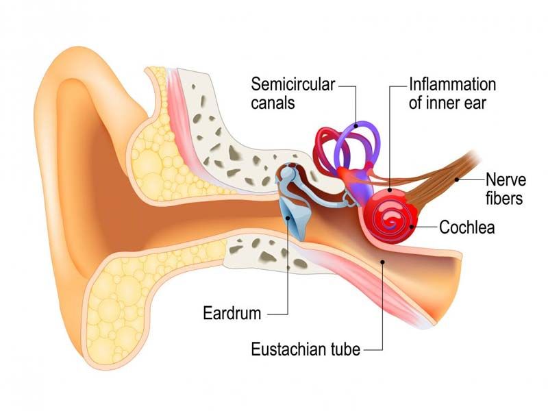 ,vestibular disease
,vestibular disease in dogs
,vestibular disease in cats
,can vestibular disease kill a dog
,home remedy for vestibular disease in cats
,geriatric vestibular disease
,can vestibular disease kill a cat
,vestibular disease in humans
,how to feed a dog with vestibular disease
,vestibular disease and seizures in dogs