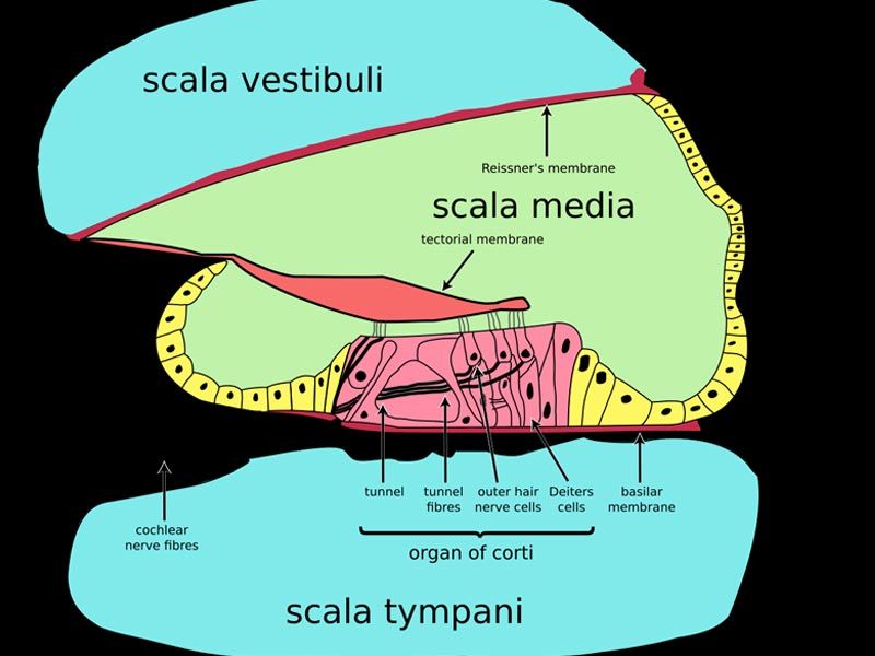 ,vestibular disease,vestibular disease in dogs
,vestibular disease in cats
,can vestibular disease kill a dog
,home remedy for vestibular disease in cats
,geriatric vestibular disease
,can vestibular disease kill a cat
,vestibular disease in humans
,how to feed a dog with vestibular disease
,vestibular disease and seizures in dogs