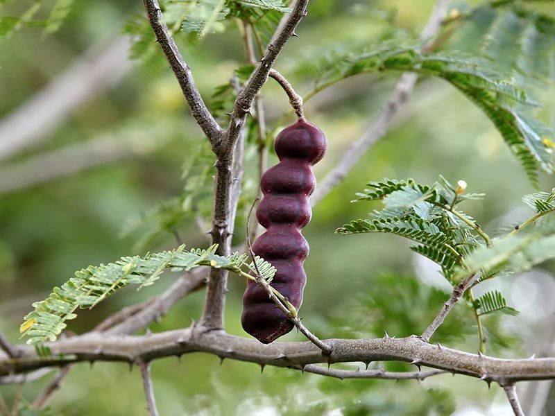 Herbs From Ayurveda For Hair GrowthThe majority of people enjoy having long, thick, glossy, and attractive hair. People begin to fear when it begins to thin. We can have restless nights when we see clumps of matted hair in hair brushes or persistent hair falling everywhere. Constant hair loss, according to some experts, can be very upsetting and negatively affect our mental health. Shampoos, conditioners, and hair fall prevention products abound in the hair care industry. We are aware that this is untrue, though, as the products' chemicals cause more hair loss. Ayurvedic medicine is used by people to control hair fall and promote hair growth.

Ayurveda successfully inhibits hair loss and encourages hair growth. Because ayurvedic medicines are generally safe and effective for hair growth,
Amla

Amla is a natural immune system enhancer that supports healthy hair. Its abundance of important fatty acids effectively strengthens hair follicles, leaving your hair glossy and strong. Due to its high iron content, amla promotes hair growth and shields the scalp from becoming dry and irritated, which can cause hair loss. To reap the benefits, mix amla powder and lemon juice to make a paste that you can apply to your scalp on a regular basis.

Bhringraj

Every hair issue can be resolved with this ayurvedic medication for hair growth. Bhringraj is well known for encouraging hair growth and preventing hair loss altogether. You must gather some dried bhringraj leaves in order to attempt this at-home ayurvedic treatment for hair loss and regrowth. Place the leaves inside a coconut oil jar and set it aside for two days. Apply the oil to your scalp and let it sit there for the entire night once the colour turns light green. To hasten hair regrowth, apply the oil frequently.
Shikakai

Rich in vitamins and antioxidants, shikakai aids in hair growth. This is the ayurvedic medication that everyone uses to stop hair loss and grows hair. By following a few easy steps at home, one can prepare this Ayurvedic treatment for hair loss and regrowth. For fifteen days, combine the shikakai powder and coconut oil in a dark place. After that, to see hair regrowth, massage the oil into your scalp at least twice a week.
Coconut

Because of its strong antibacterial and antifungal qualities, coconut aids in the growth of new hair. Grate some coconut and combine it with black pepper, methi, and coconut oil to use as an ayurvedic hair growth remedy. After applying the mixture to your hair and scalp, give it a half-hour. To observe the effects, apply this ayurvedic treatment three times per week.

These are a few very well-liked ayurvedic remedies for hair loss and regrowth that have been around for many years. Individuals who have been utilising the treatments have witnessed the outcomes firsthand.
Brahmi

An alkaloid in the oil stimulates a protein in the body that aids in the hair's natural strengthening and toughening. Brahmi oil is an effective ayurvedic medication for hair loss, so those experiencing hair loss should give it a try. Because it efficiently activates the body's protein, brahmi is regarded as the best herb for hair regrowth. Regular application of Brahmi oil on the scalp can lead to the attainment of long, gorgeous, and healthy hair. The herb is also an effective treatment for bald patches in humans.
