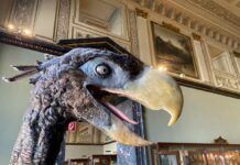 ,largest birds on earth ,largest birds on earth codycross ,,top 10 largest birds on earth ,ostriches are the largest and heaviest birds on earth ,largest birds in the world ,largest birds by size ,largest birds ever ,largest living bird on earth answer ,largest bird on the earth ,what are the largest birds on earth ,what is the biggest bird in the whole entire world ,what are the biggest birds on earth