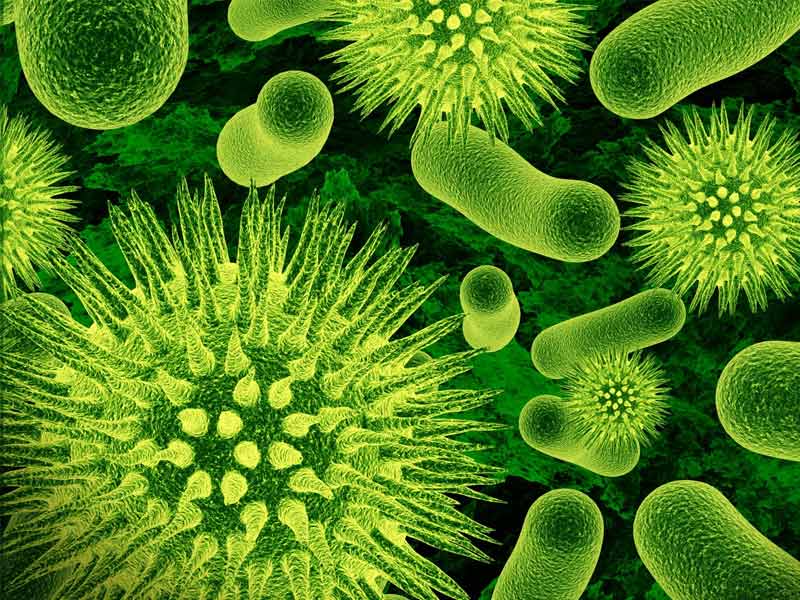 ,clove health benefits ,,garlic clove health benefits ,clove health benefits and side effects ,whole clove health benefits ,clove health benefits ayurveda ,garlic clove health benefits and side effects ,raw garlic clove health benefits ,cinnamon and clove health benefits ,health benefits of red clover ,clove health benefits in tamil