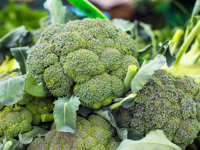 ,healthy veggies,healthy veggies for dogs
,h,ealthy veggies for weight loss
h,eart healthy veggies
,healthy veggies to snack on
,healthy veggies for thanksgiving
,healthy veggies for pregnancy
,healthy veggies for dinner
,healthy veggies recipes
,healthy veggies for diabetics
,healthy veggies to eat
,healthy veggies and fruits for dogs