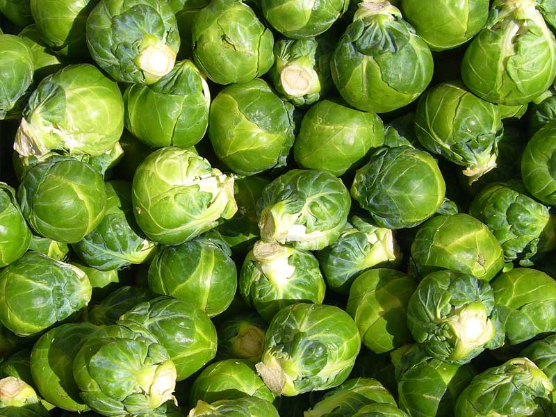 ,healthy veggies,healthy veggies for dogs
,h,ealthy veggies for weight loss
h,eart healthy veggies
,healthy veggies to snack on
,healthy veggies for thanksgiving
,healthy veggies for pregnancy
,healthy veggies for dinner
,healthy veggies recipes
,healthy veggies for diabetics
,healthy veggies to eat
,healthy veggies and fruits for dogs