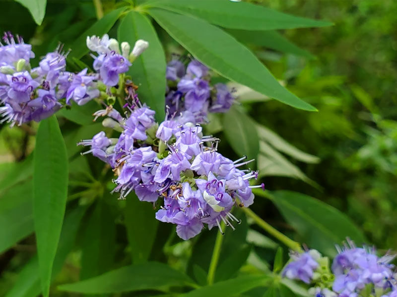 ,,hormonal herbs,hormonal herbs females
,hormonal herbs for tea
,herbs for hormonal imbalance
,herbs for hormonal acne
,ayurvedic herbs for hormonal imbalance in females
,nigerian herbs for hormonal imbalance
,best herbs for hormonal acne
,chinese herbs for hormonal acne
,natural herbs for hormonal imbalance in females
,herbs for hormonal migraines
,hormonal acne herbs