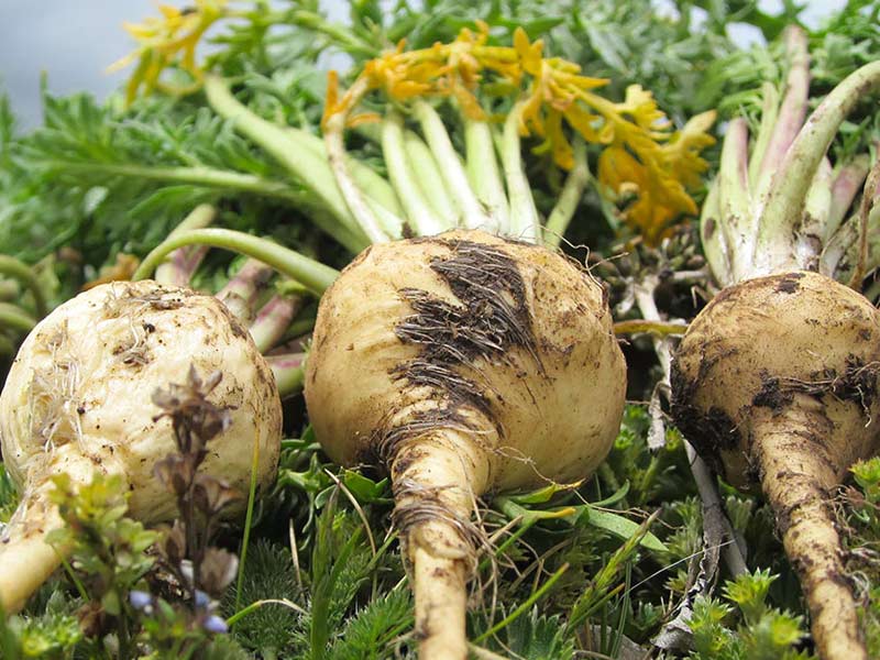 ,,hormonal herbs,hormonal herbs females
,hormonal herbs for tea
,herbs for hormonal imbalance
,herbs for hormonal acne
,ayurvedic herbs for hormonal imbalance in females
,nigerian herbs for hormonal imbalance
,best herbs for hormonal acne
,chinese herbs for hormonal acne
,natural herbs for hormonal imbalance in females
,herbs for hormonal migraines
,hormonal acne herbs