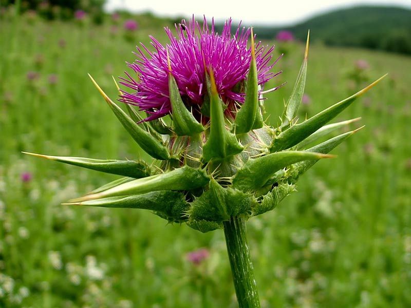 ,,hormonal herbs ,hormonal herbs females ,hormonal herbs for tea ,herbs for hormonal imbalance ,herbs for hormonal acne ,ayurvedic herbs for hormonal imbalance in females ,nigerian herbs for hormonal imbalance ,best herbs for hormonal acne ,chinese herbs for hormonal acne ,natural herbs for hormonal imbalance in females ,herbs for hormonal migraines ,hormonal acne herbs