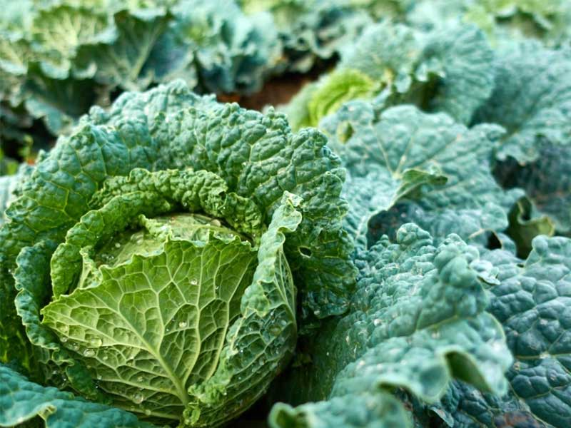 ,cabbage ,cabbage soup recipe ,cabbage patch kids ,red cabbage recipes ,corned beef and cabbage ,cabbage patch doll ,cabbage soup diet ,fried cabbage ,stuffed cabbage recipe