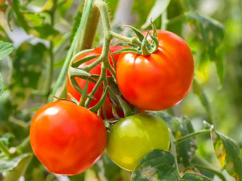 ,container plants
,tall container plants for shade
,shade container plants
,winter hardy container plants uk
,full sun container plants
,container plants for winter
,fall container plants
,tall container plants for shade uk
,best container plants
,winter hardy container plants
,evergreen container plants
