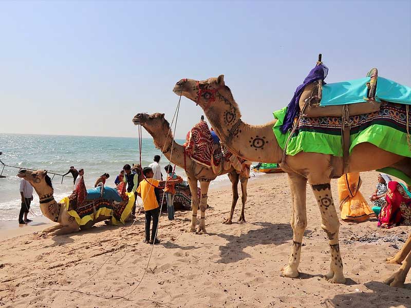 ,,runn of kutchh
,rann of kutch festival
,rann of kutch festival dates 2024
,rann of kutch weather
,mrann of kutch festival dates
,rann of kutch in map
,rann of kutch photos
,rann of kutch itinerary
,rann of kutch airport