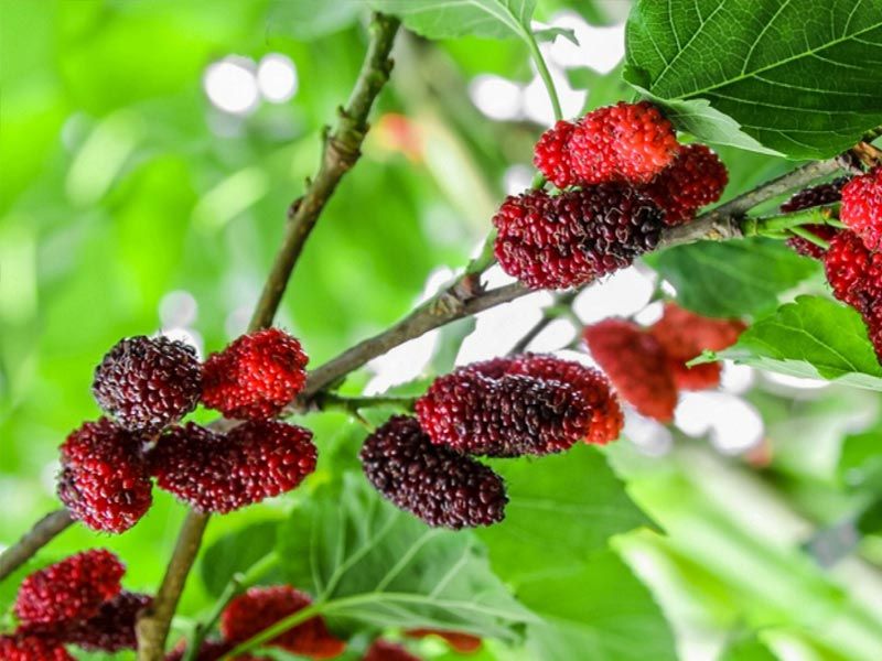 ,indian berries
,types of indian berries
,red indian berries
,south indian berries
,indian berries images
,can you eat indian berries
,indian berries list
,indian berries benefits
,indian berries name