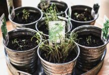 5 Aromatic Plants to Soothe Your Senses ,,soothing flowers ,bach flower remedy for calm ,5 flowers rescue remedy ,most calming flowers ,what are flower remedies ,what bach flower remedies ,relaxing and flowers ,does aspirin help flowers last longer ,flowers for feeling better ,flowers good for healing