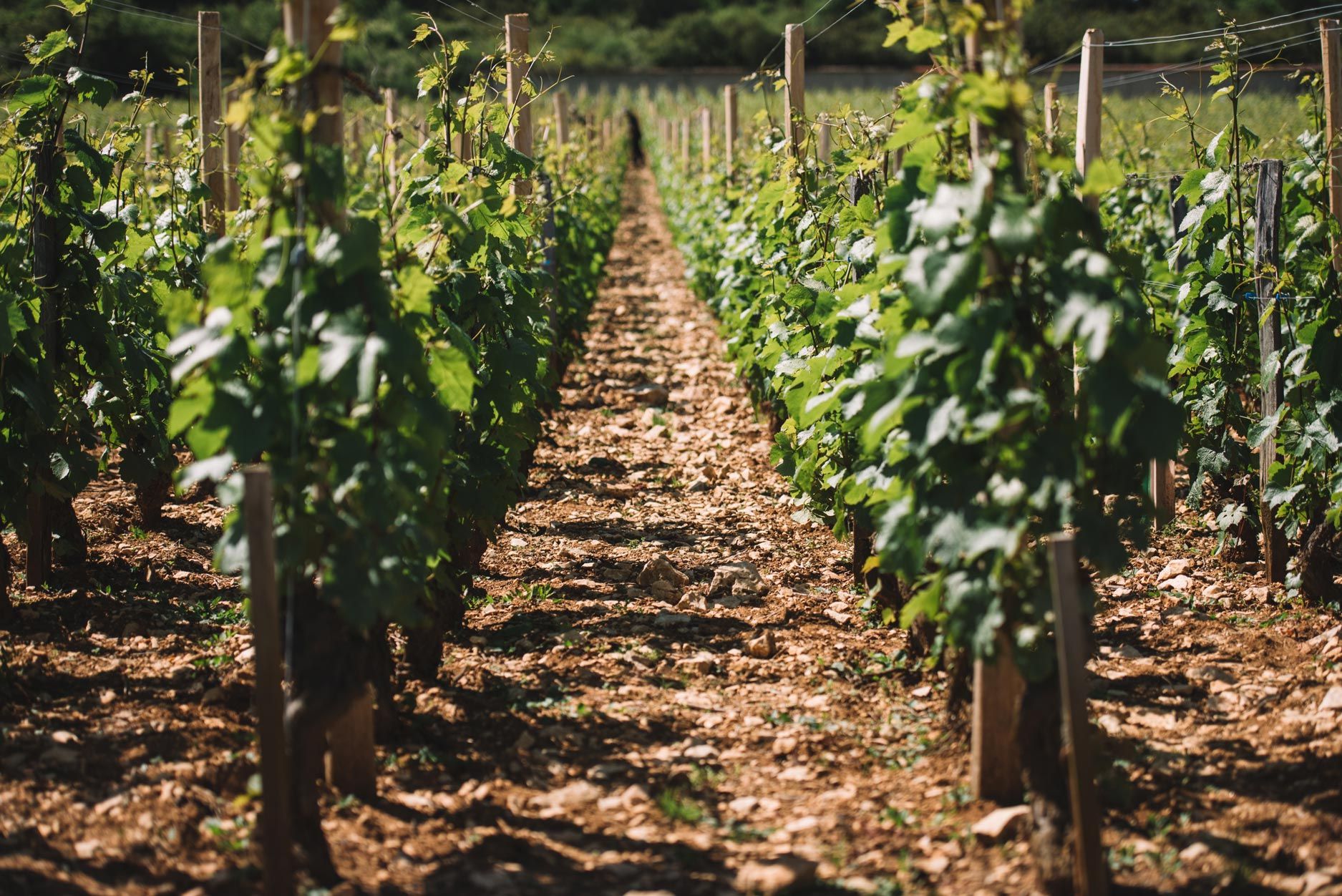 勃艮第特級園葡萄園景觀