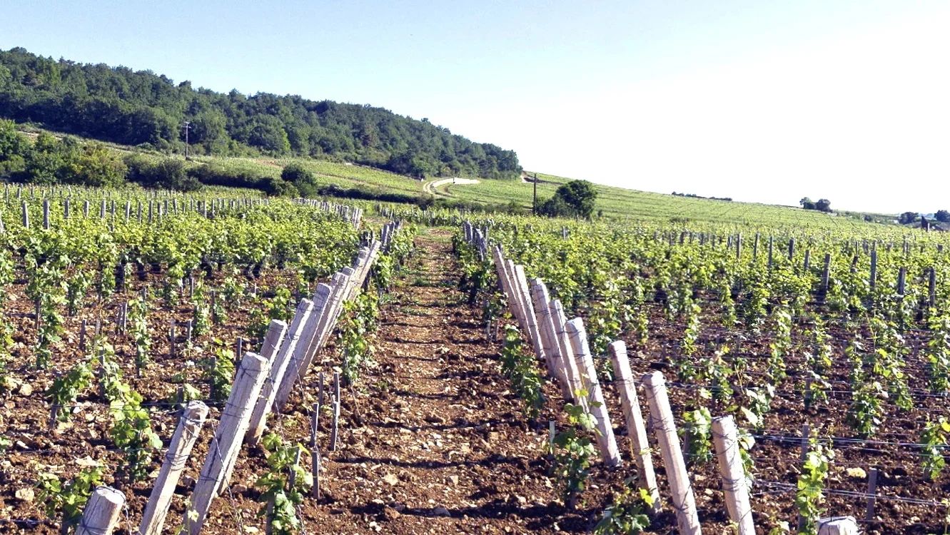 DRC Échézeaux 依瑟索特級園風土與紅酒回收